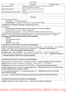 www.schemidianatomia.altervista.org