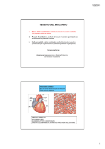 TESSUTO DEL MIOCARDIO Innervazione