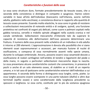 Caratteristiche e funzioni delle ossa