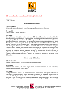 Attività della β-galattosidasi
