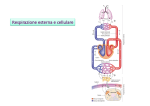 21.Respirazione I - e