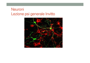Neuroni - unisalento – scienze della formazione