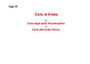 11. Ciclo di Krebs [modalità compatibilità]
