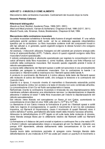 AGR-VET 2 - Il MUSCOLO COME ALIMENTO Meccanismo della