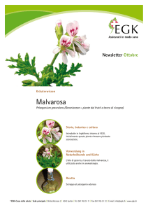 Malvarosa