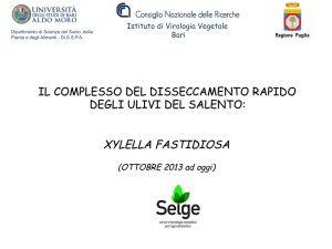 xylella fastidiosa