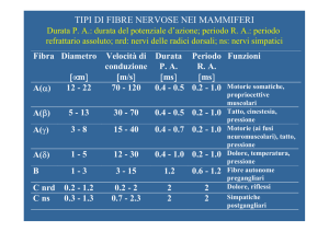TIPI DI FIBRE NERVOSE NEI MAMMIFERI