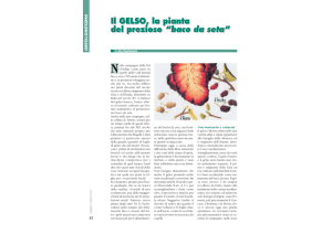 Il GELSO, la pianta del prezioso “baco da seta” Il GELSO, la pianta