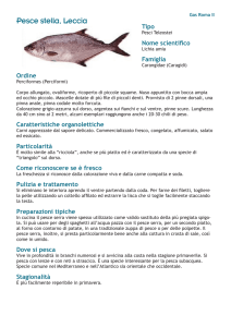Pesce stella, Leccia