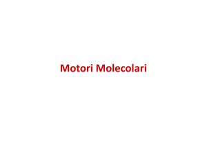 Motori Molecolari Motori Molecolari
