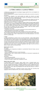 la ferro carenza o clorosi ferrica