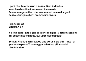 I geni che determinano il sesso di un individuo sono localizzati sui