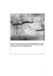 Figura 12. Immunoelettromicroscopia su sezioni longitudinali