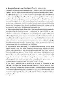 Avvizzimento batterico e marciume bruno (Ralstonia solanacearum)
