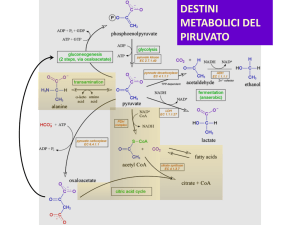 DESTINI METABOLICI DEL PIRUVATO