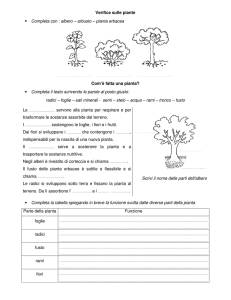 Verifica sulle piante: Esercizi di scienze per bambini