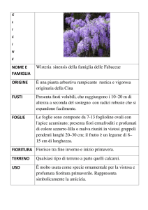 Glicine - RADIO DON GNOCCHI