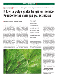Il kiwi a polpa gialla ha già un nemico