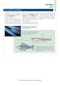 Dai cordati ai vertebrati - Zanichelli online per la scuola