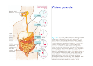 5. L`apparato digerente File