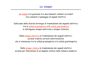 4. Le sinapsi elettriche e chimiche File