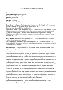 SCHEDA`IDENTIFICAZIONE`MELOGRANO`