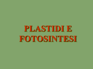 PLASTIDI E FOTOSINTESI