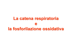 11inf.bio.fosforilazione ossidativa