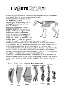i vertebrati - Scuole Paradiso