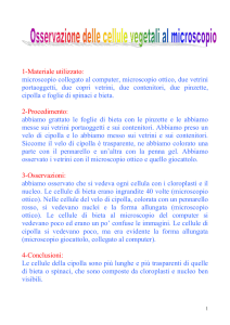 Cellule vegetali