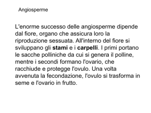 gametofito femminile