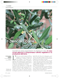 sulle foglie degli ulivi - Agricoltura Regione Emilia