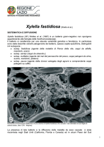 Xylella fastidiosa