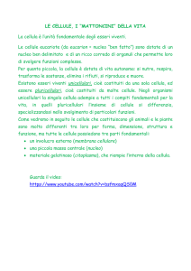 LE CELLULE, I “MATTONCINI” DELLA VITA La cellula è l`unità