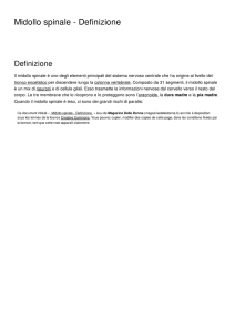 Midollo spinale - Definizione