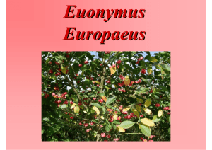 Evonymus europaeus