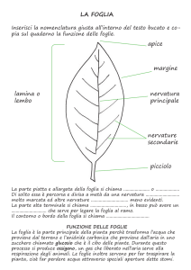 la foglia - Il quaderno della maestra Bruno
