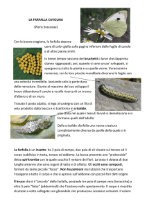 LA FARFALLA CAVOLAIA - Istituto Comprensivo Lari