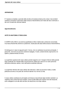 Agenesia del corpo calloso