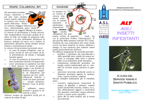 insetti infestanti - Comune di Vergiate