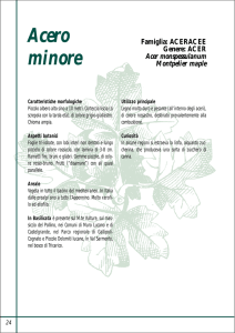 Acero minore - Consiglio Regionale della Basilicata