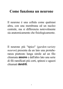 Come funziona un neurone