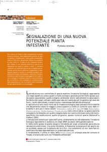 segnalazione di una nuova potenziale pianta infestante
