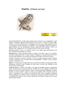 CIVETTA (Athene noctua)