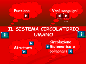 IL SISTEMA CIRCOLATORIO UMANO