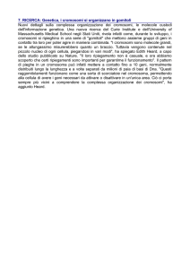 7. RICERCA: Genetica, i cromosomi si organizzano in gomitoli