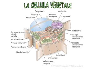 Mobilità dei fosfolipidi