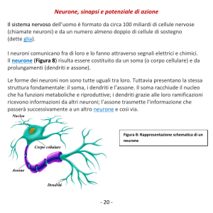 Neurone, sinapsi e potenziale di azione