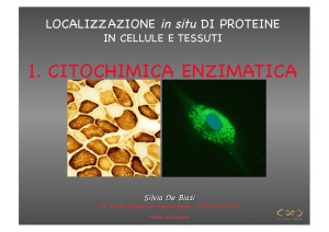 1. citochimica enzimatica