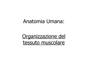 TESSUTO MUSCOLARE File